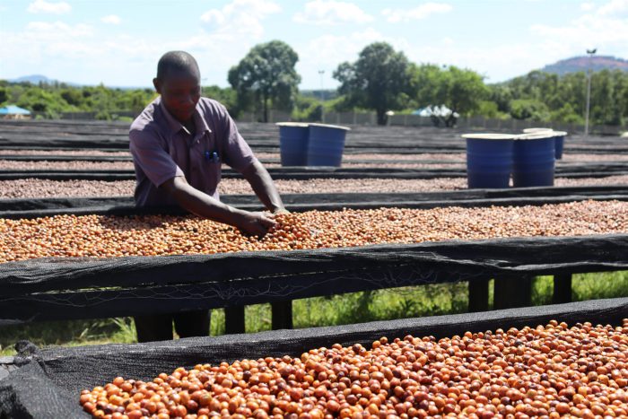 Fully Washed — Kenyan coffee
