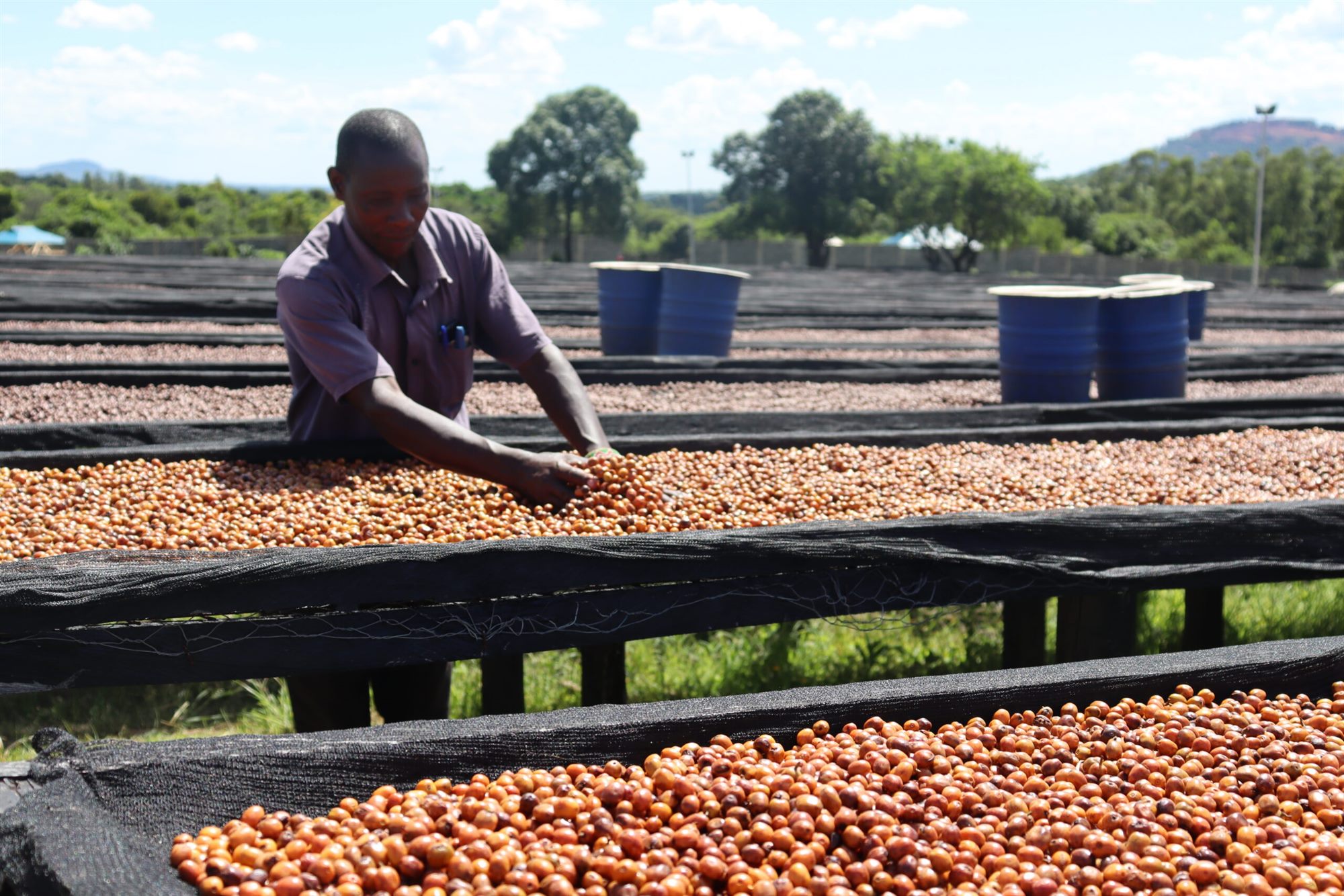 Coffee cherries delivered by a grower and weighed in at the collection point