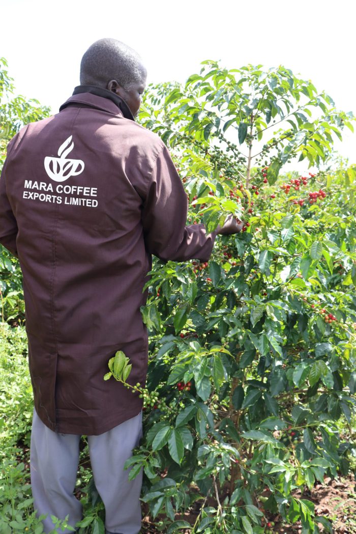 Honey Processed — Kenyan coffee