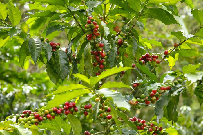 Anaerobic Fermented — Kenyan coffee