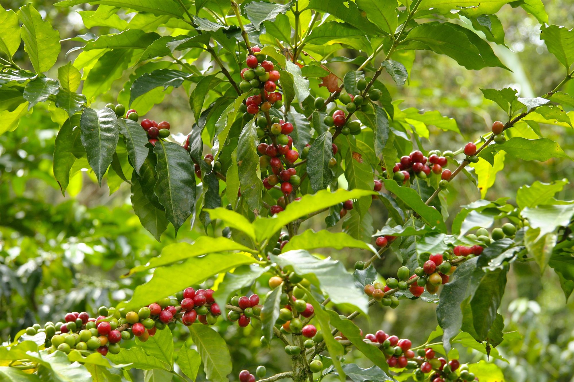 Coffee trees growing in rows on a farm Mara Coffee works with